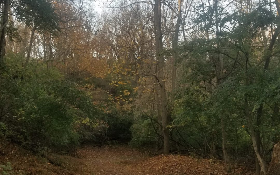 Early Samhain Walk