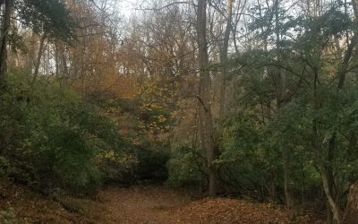 Early Samhain Walk