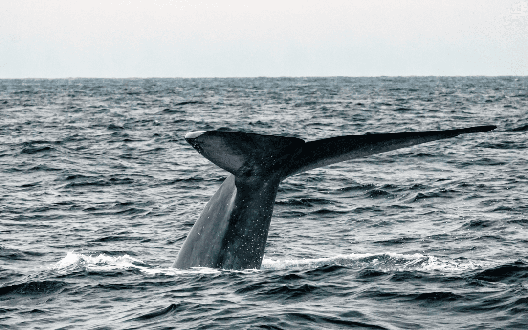 The Whale